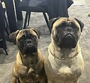 ReigningBullmastiffs