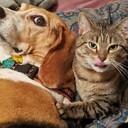 FunnyPets17