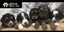 MidwestDoodlePups