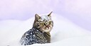 Animalscrazy