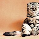 catloverscreen