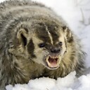 TenaciousBadger