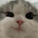 catmemezoo