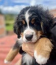 berlinbernesemountaindog