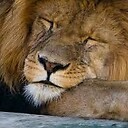 SleepingLion123