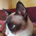 Catarinaa