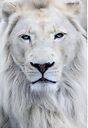 Greatwhitelion21