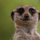 meerkatnews