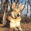 wolfdogSart