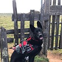 PTSDmyServiceDogandMe