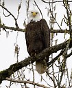 AmericanPatriot58