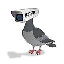 Spy_Pigeon