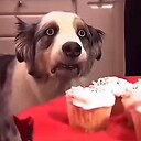 FurryTails4