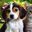 SweetyPuppiesAndCats