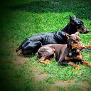 TheNobleDoberman