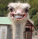 FunnyCu