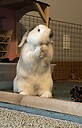 BeanTheBunny