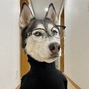 unimpressedhusky