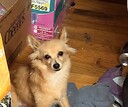Debsdogs2630