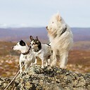 TheTerrierTrio