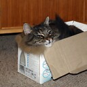 BoxFunnyAnimals