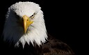 AmericanEaglesRising