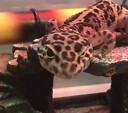 TheLeopardGeckoChannel