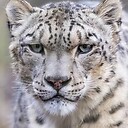 MadSnowLeopard