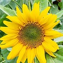 Clastala