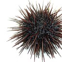 Urchin