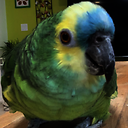 BellaTheTalkingParrot