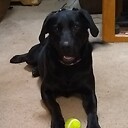 CheezyGrin