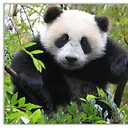 animals_home