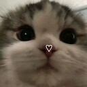 wildpets3