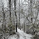 BraveWoods