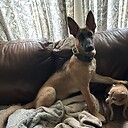 Chihuahua8