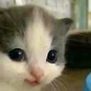 SliceOfLifeVideos