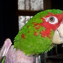 Togglehiem