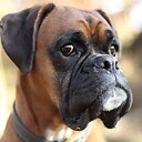 MrBoxerDog