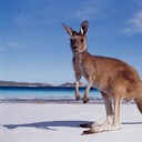 AustraliaMate