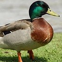 DuckyBhai56