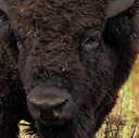 Bisonkuts