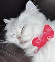 Animals333