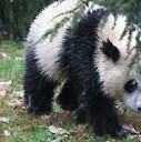 DankPanda743