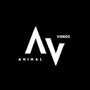 Animalvideos008