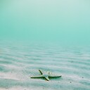 SharkB8Chick