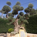 sami_12