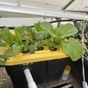 MyGardeningHabit