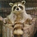 RaccoonTrick