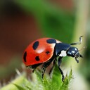 Ladybuglife